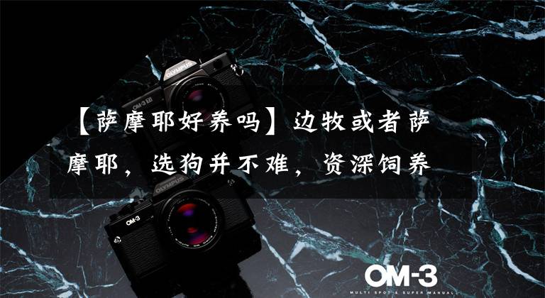 【萨摩耶好养吗】边牧或者萨摩耶，选狗并不难，资深饲养员直接告诉你