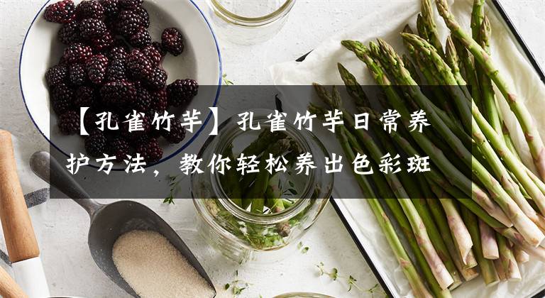 【孔雀竹芋】孔雀竹芋日常养护方法，教你轻松养出色彩斑斓的“大孔雀”