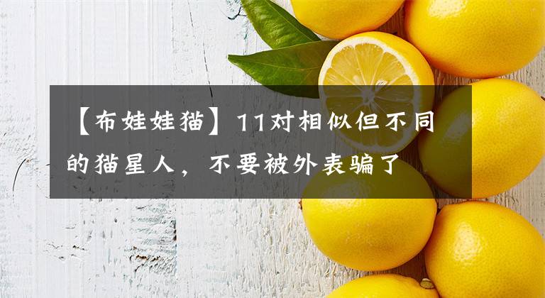 【布娃娃猫】11对相似但不同的猫星人，不要被外表骗了