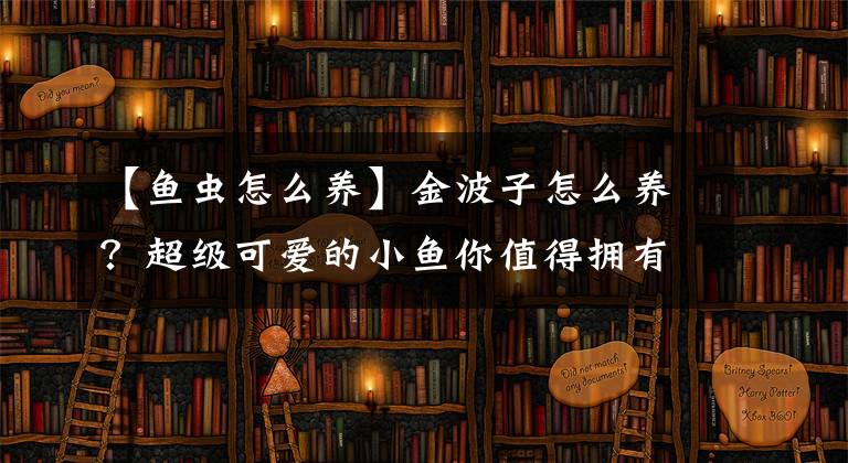 【鱼虫怎么养】金波子怎么养？超级可爱的小鱼你值得拥有