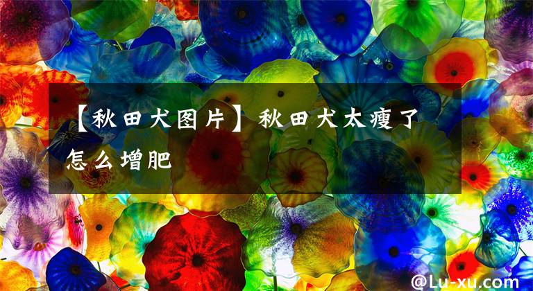 【秋田犬图片】秋田犬太瘦了怎么增肥
