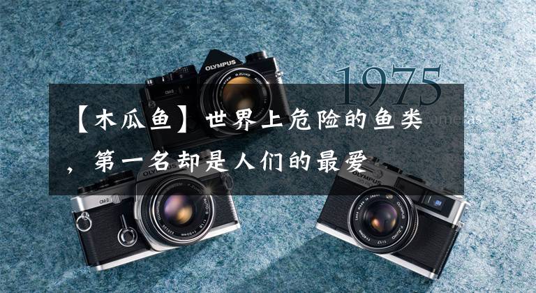 【木瓜鱼】世界上危险的鱼类，第一名却是人们的最爱