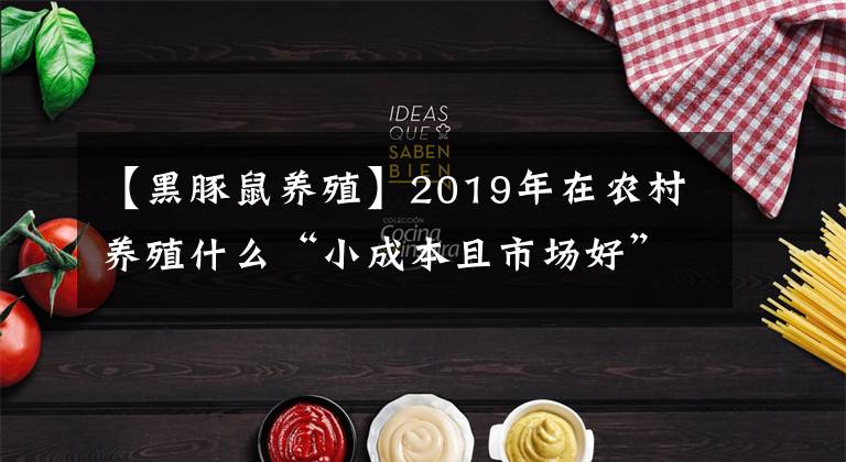 【黑豚鼠养殖】2019年在农村养殖什么“小成本且市场好”？专家：这3种项目不错