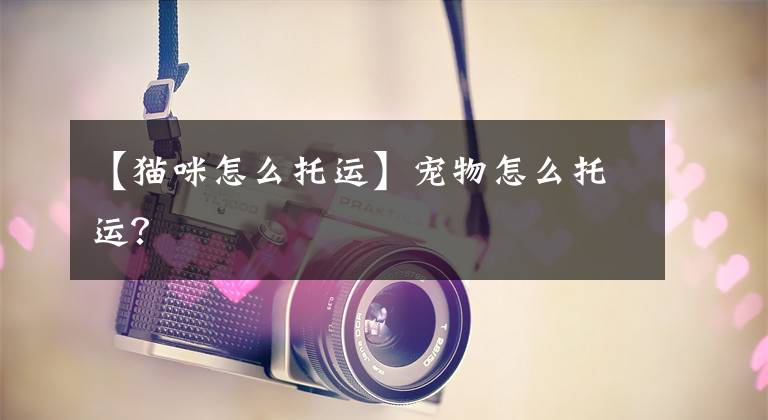 【猫咪怎么托运】宠物怎么托运？