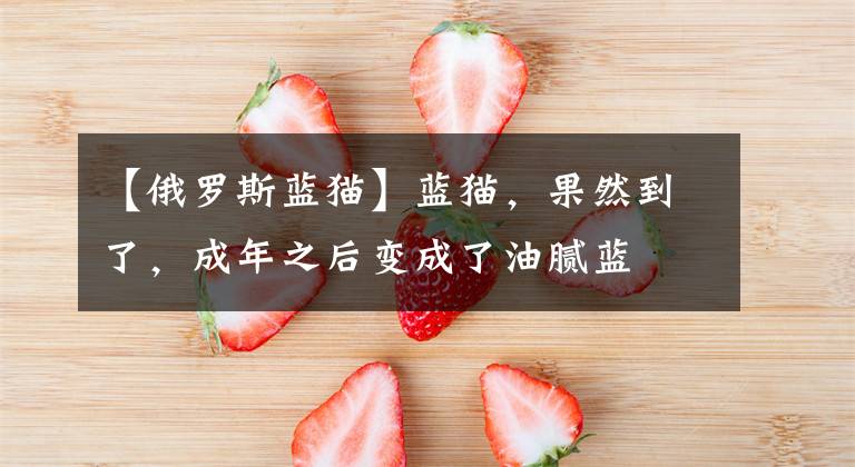 【俄罗斯蓝猫】蓝猫，果然到了，成年之后变成了油腻蓝