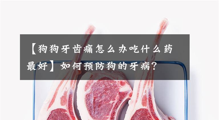 【狗狗牙齿痛怎么办吃什么药最好】如何预防狗的牙病？