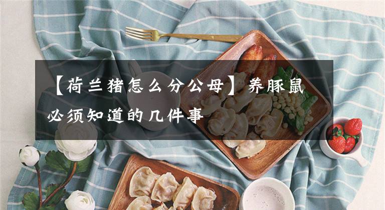【荷兰猪怎么分公母】养豚鼠必须知道的几件事