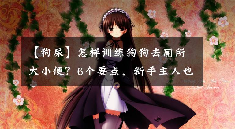 【狗尿】怎样训练狗狗去厕所大小便？6个要点，新手主人也能学会