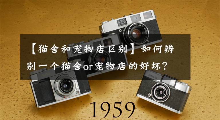 【猫舍和宠物店区别】如何辨别一个猫舍or宠物店的好坏？