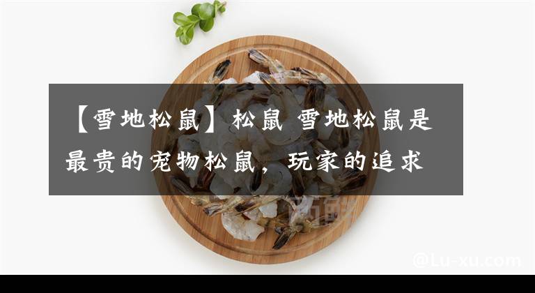 【雪地松鼠】松鼠 雪地松鼠是最贵的宠物松鼠，玩家的追求