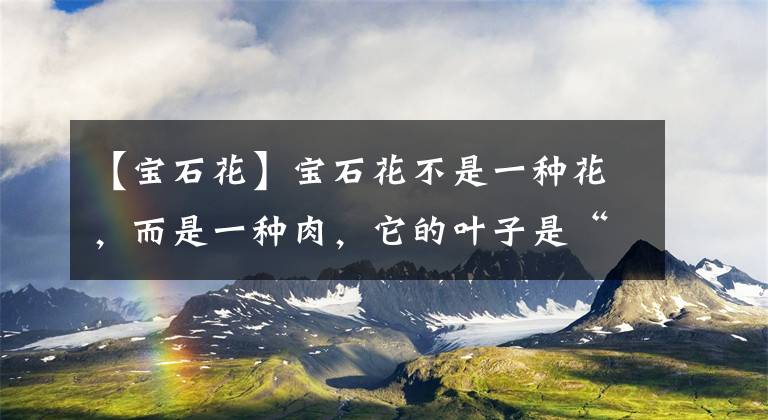 【宝石花】宝石花不是一种花，而是一种肉，它的叶子是“水库”！