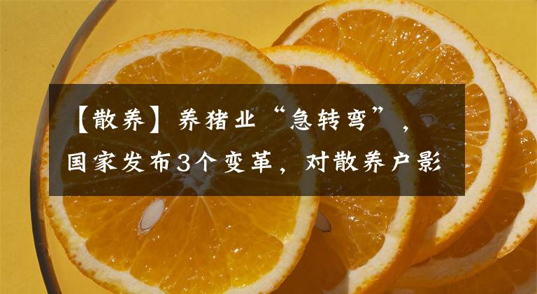 【散养】养猪业“急转弯”，国家发布3个变革，对散养户影响大，都变了啥