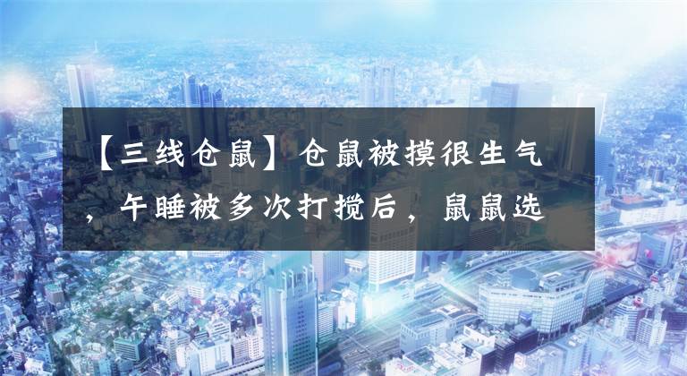 【三线仓鼠】仓鼠被摸很生气，午睡被多次打搅后，鼠鼠选择这样躲避饲主