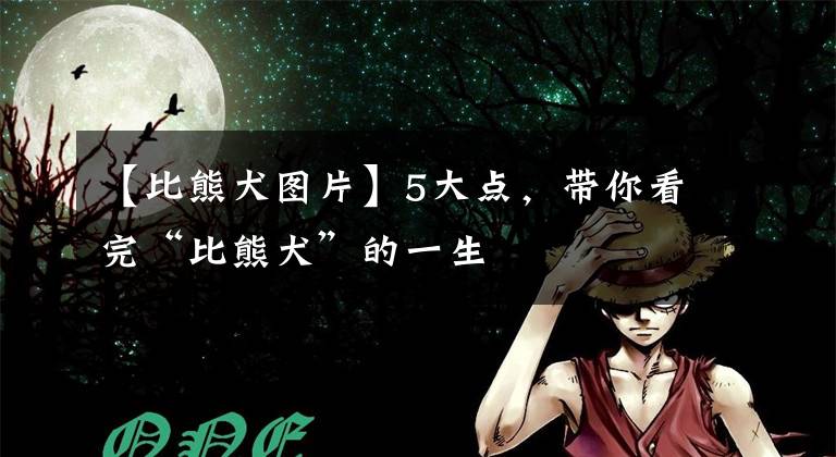 【比熊犬图片】5大点，带你看完“比熊犬”的一生