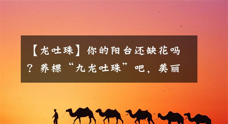 【龙吐珠】你的阳台还缺花吗？养棵“九龙吐珠”吧，美丽又好养，四季能赏花