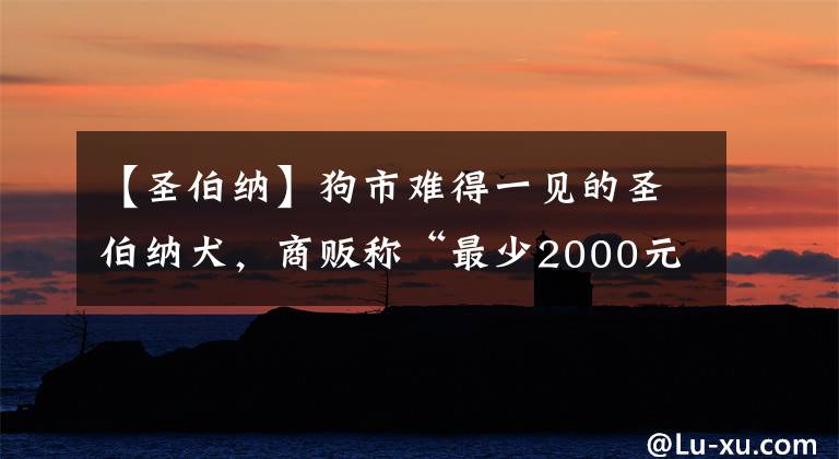 【圣伯纳】狗市难得一见的圣伯纳犬，商贩称“最少2000元，低了不卖！”