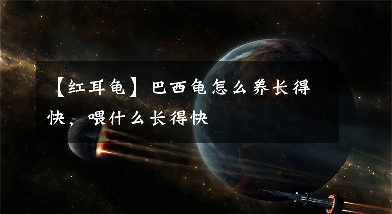 【红耳龟】巴西龟怎么养长得快，喂什么长得快