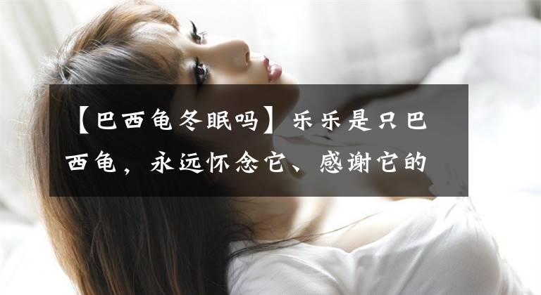 【巴西龟冬眠吗】乐乐是只巴西龟，永远怀念它、感谢它的陪伴
