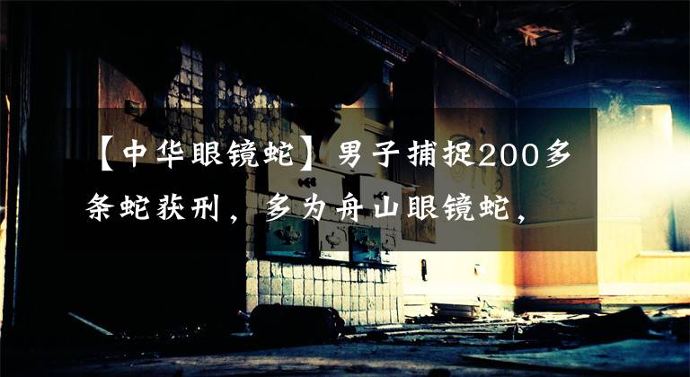 【中华眼镜蛇】男子捕捉200多条蛇获刑，多为舟山眼镜蛇，但它们不是很常见吗？