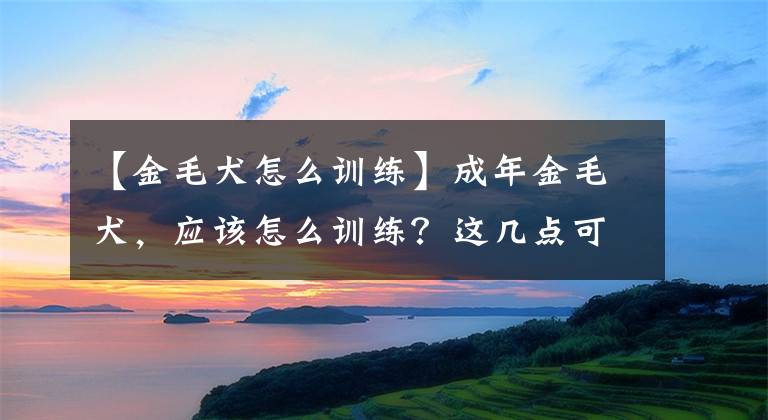 【金毛犬怎么训练】成年金毛犬，应该怎么训练？这几点可以帮助主人更好的驯服它