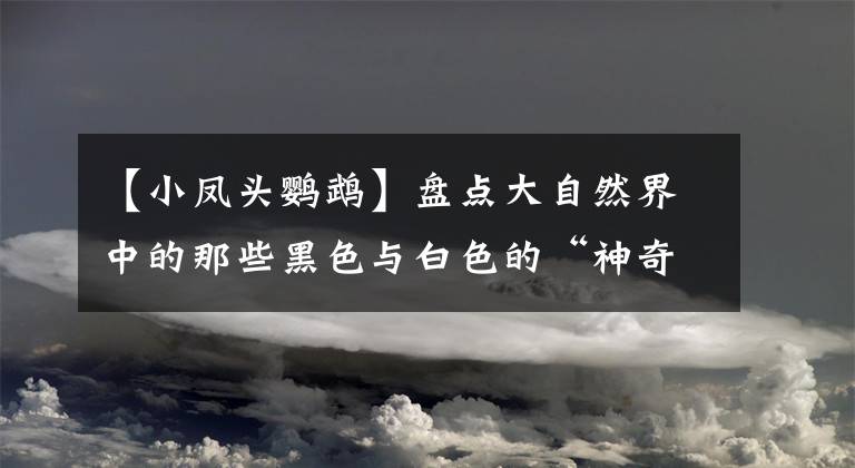 【小凤头鹦鹉】盘点大自然界中的那些黑色与白色的“神奇动物”