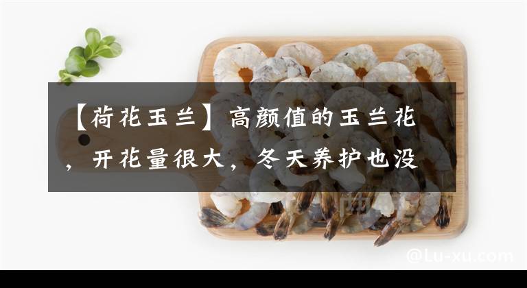 【荷花玉兰】高颜值的玉兰花，开花量很大，冬天养护也没压力