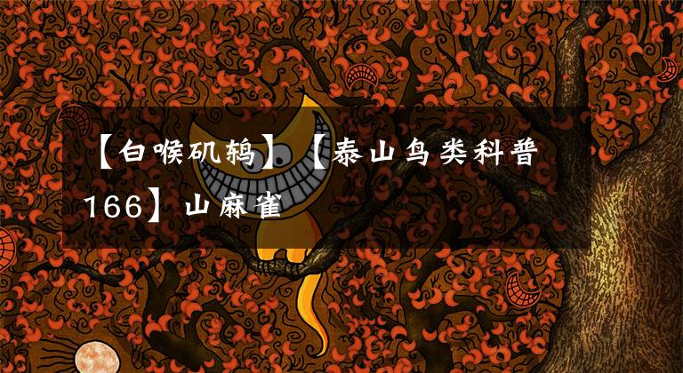 【白喉矶鸫】【泰山鸟类科普166】山麻雀