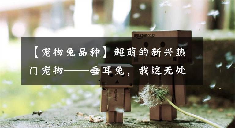 【宠物兔品种】超萌的新兴热门宠物——垂耳兔，我这无处安放的萌鸭~