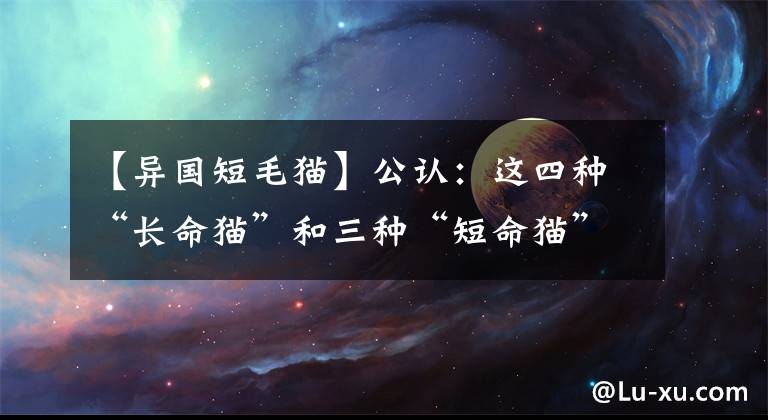 【异国短毛猫】公认：这四种“长命猫”和三种“短命猫”，有你家的吗？