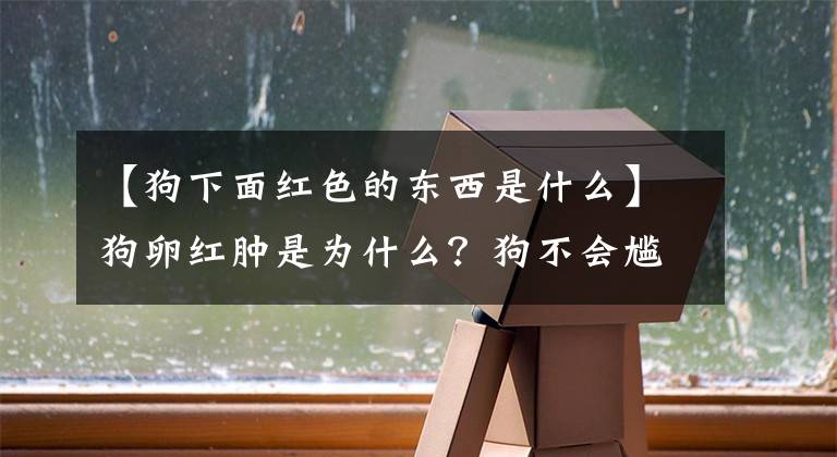 【狗下面红色的东西是什么】狗卵红肿是为什么？狗不会尴尬吗？