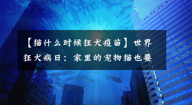 【猫什么时候狂犬疫苗】世界狂犬病日：家里的宠物猫也要打狂犬病疫苗