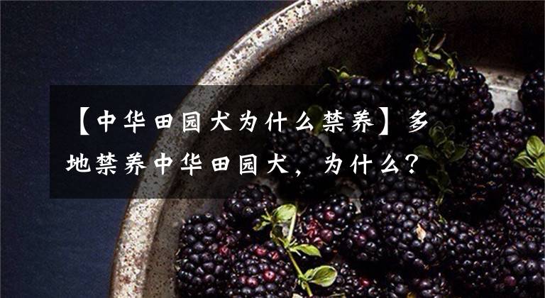 【中华田园犬为什么禁养】多地禁养中华田园犬，为什么？