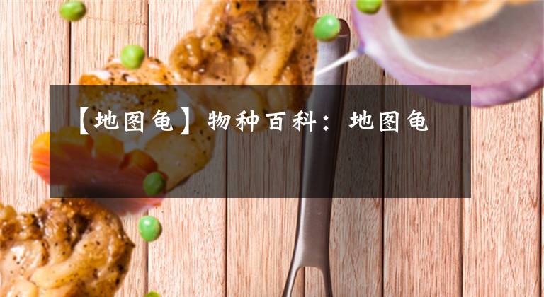【地图龟】物种百科：地图龟