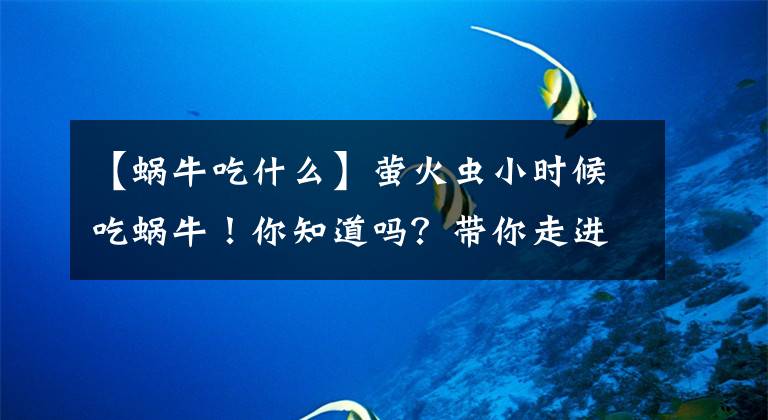 【蜗牛吃什么】萤火虫小时候吃蜗牛！你知道吗？带你走进神奇的生物世界
