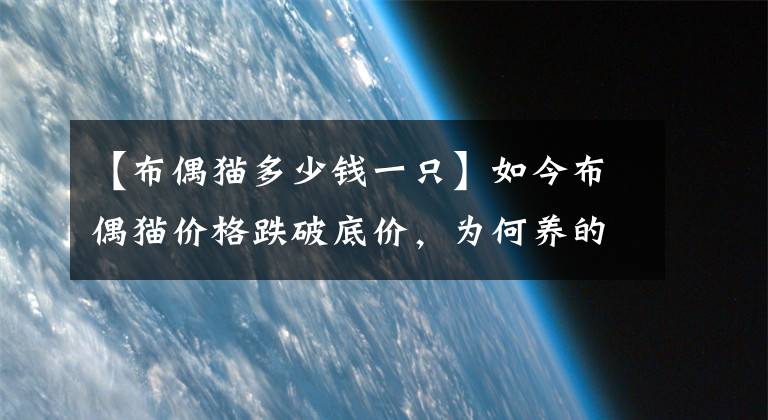 【布偶猫多少钱一只】如今布偶猫价格跌破底价，为何养的人反而越来越少了？