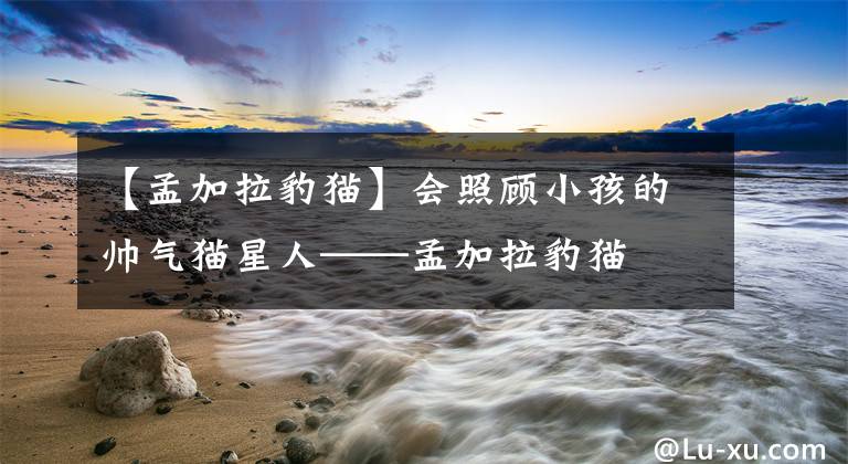 【孟加拉豹猫】会照顾小孩的帅气猫星人——孟加拉豹猫