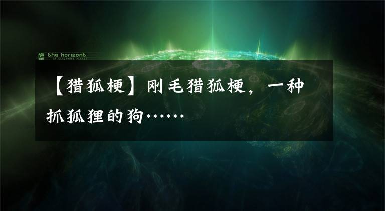 【猎狐梗】刚毛猎狐梗，一种抓狐狸的狗……