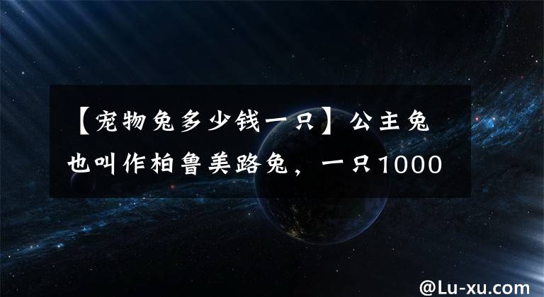 【宠物兔多少钱一只】公主兔也叫作柏鲁美路兔，一只1000块(最好养的兔子