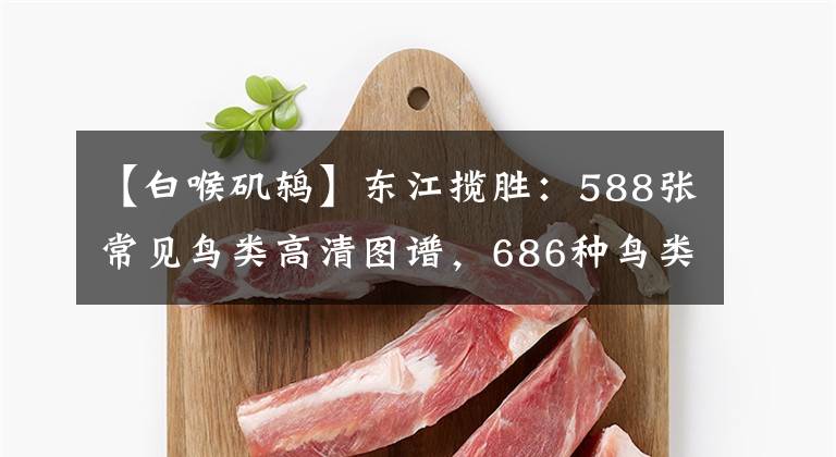 【白喉矶鸫】东江揽胜：588张常见鸟类高清图谱，686种鸟类介绍，建议收藏