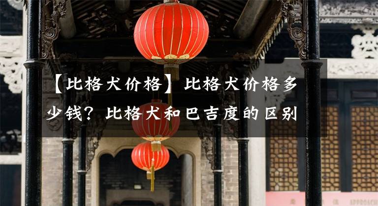 【比格犬价格】比格犬价格多少钱？比格犬和巴吉度的区别？