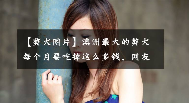【獒犬图片】澳洲最大的獒犬每个月要吃掉这么多钱，网友直呼养不起！