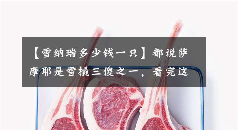 【雪纳瑞多少钱一只】都说萨摩耶是雪橇三傻之一，看完这几张图片，想不想养一只呢？
