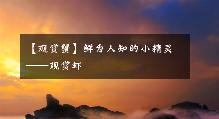 【观赏蟹】鲜为人知的小精灵——观赏虾