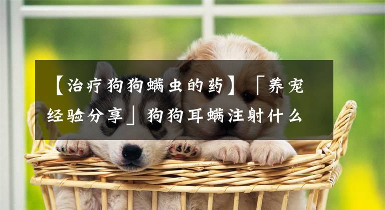【治疗狗狗螨虫的药】「养宠经验分享」狗狗耳螨注射什么药物，狗狗螨虫针 去耳螨