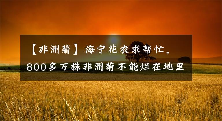 【非洲菊】海宁花农求帮忙，800多万株非洲菊不能烂在地里！15元就能订购一束，还包邮