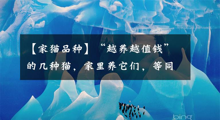 【家猫品种】“越养越值钱”的几种猫，家里养它们，等同于投资