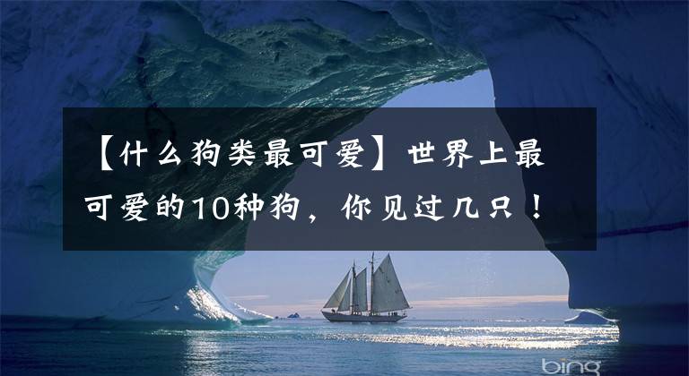 【什么狗类最可爱】世界上最可爱的10种狗，你见过几只！