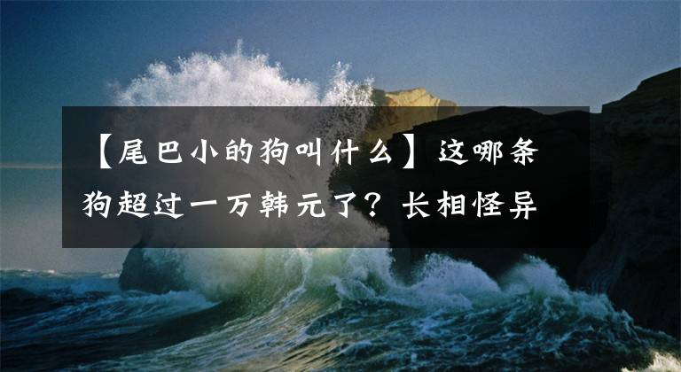 【尾巴小的狗叫什么】这哪条狗超过一万韩元了？长相怪异，尾巴看起来很结实，但害怕也不咬人，看起来很帅。