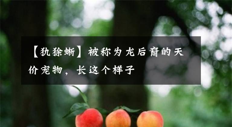 【犰狳蜥】被称为龙后裔的天价宠物，长这个样子