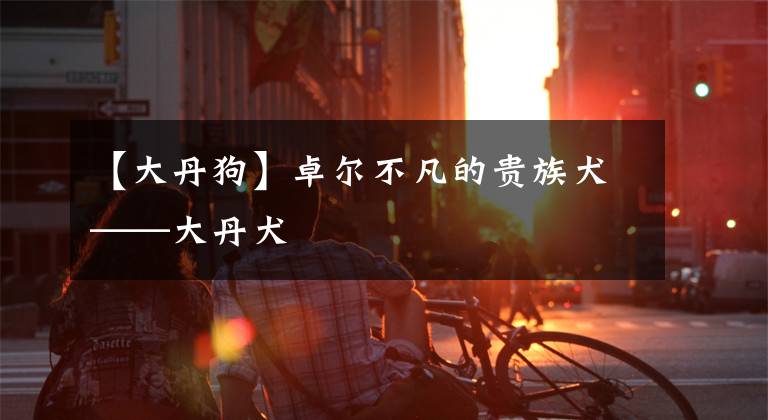 【大丹狗】卓尔不凡的贵族犬——大丹犬